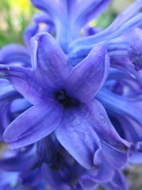 Close-up of purple flower