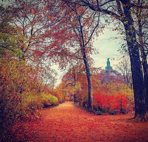 Footpath amidst trees during autumn