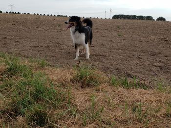 Dog standing in a field