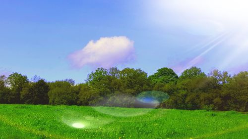 Scenic view of trees on field against sky