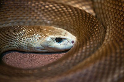 Close-up of snake