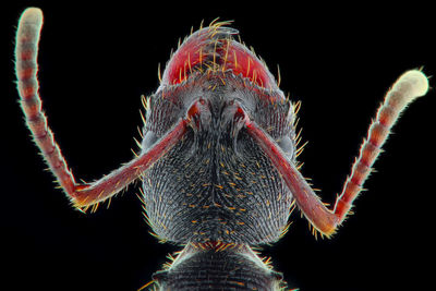 Close-up of butterfly on black background