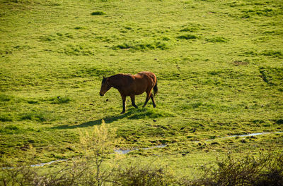 A horse runs through a field of grass in spring