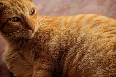 Close-up of a cat