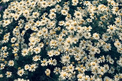 Full frame shot of yellow flowering plants