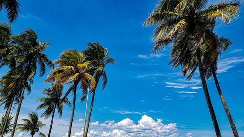 Some palm trees shaking at wind in a blue sky