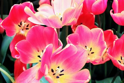 Close-up of pink flower