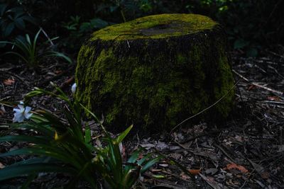 Close-up of mushroom growing on field