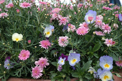 Close-up of pink flowers blooming outdoors