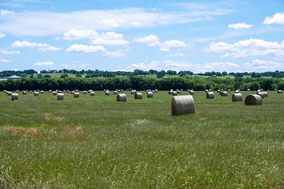 pasture