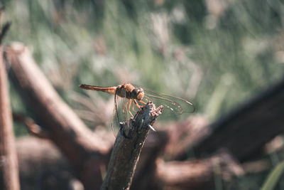 Close-up of dragonfly on plant