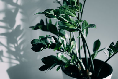 Close-up of potted plant