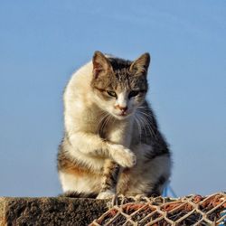 Portrait of cat on wall against clear blue sky