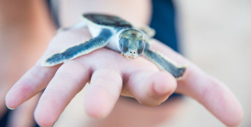 Close-up of human hand holding small baby flatback sea turtle