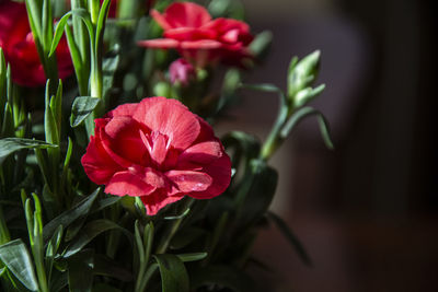 Close-up of pink rose flower in pot