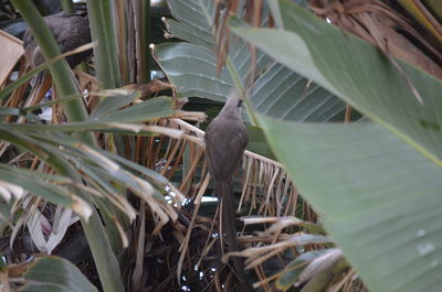 Close-up of plant