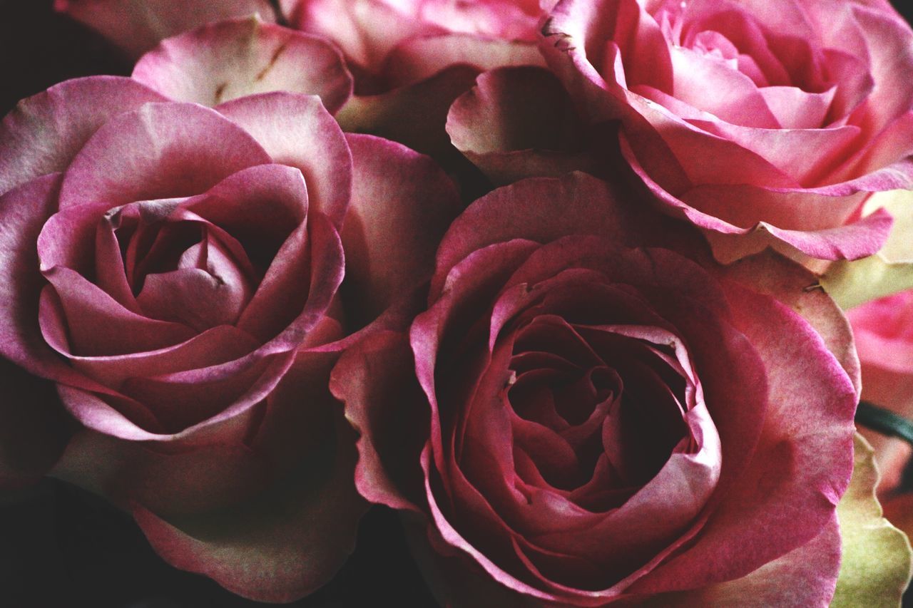 FULL FRAME SHOT OF ROSE BOUQUET