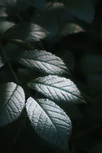 Close-up of leaves