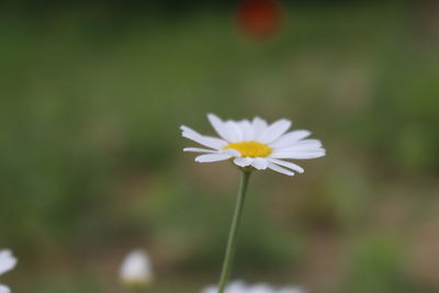 Close-up of white daisy blooming outdoors