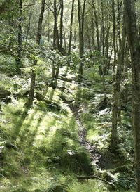 Trees growing in forest