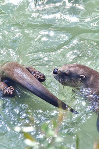 Otters playing in the water