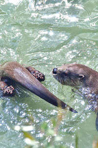 High angle view of swimming in water