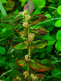 Close-up of flowering plant