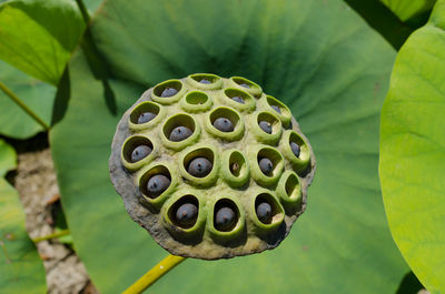 Close-up of green leaves