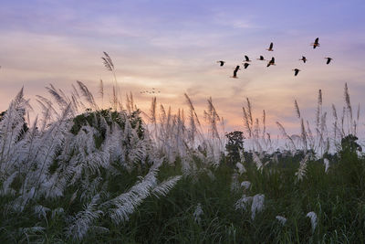 Plants growing on land against sky