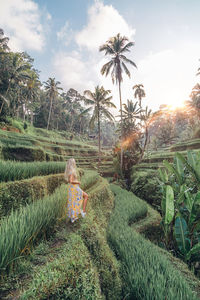 Side view of woman standing in rice paddy against trees