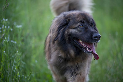 Close-up of dog looking away