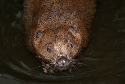 Close-up high angle view of an animal