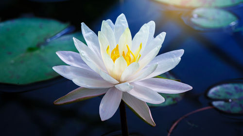 Beautiful white lotus with yellow pollen on surface of pond