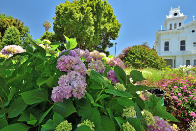 Purple flowering plants against building