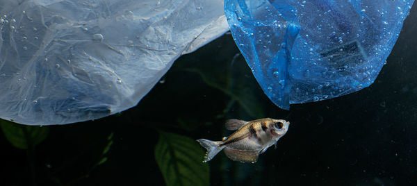 Fish swimming in water under plastic trash