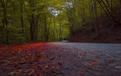 Fallen leaves on road in forest