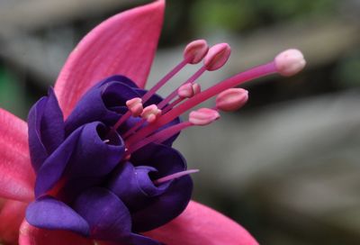 Close-up of pink flowers in park