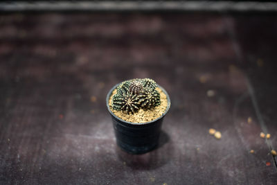 High angle view of potted plant on table