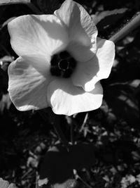 Close-up of flower blooming outdoors