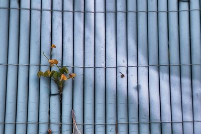 Close-up of plant stuck on bamboo fence