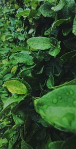 Close-up of wet leaves