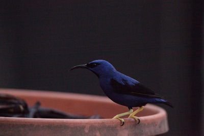 Yellow legged honeycreeper bird cyanerpes caeruleus perching as it eats.