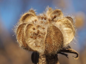 Close-up of plant against blurred background