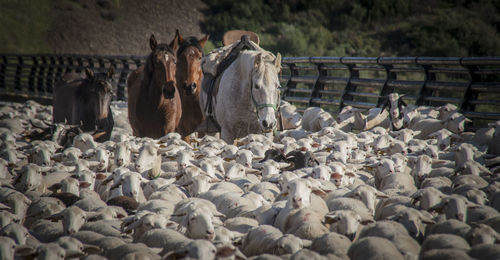 Flock of sheep