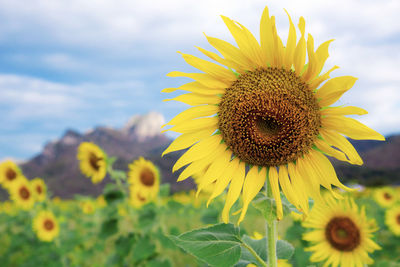 Close-up of sunflower on field against sky