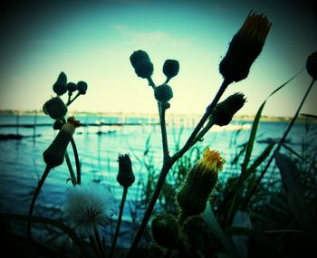Close-up of plants against sunset