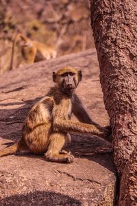 Lion sitting on tree trunk