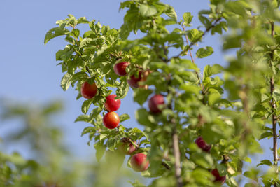 Low angle view of berries on tree