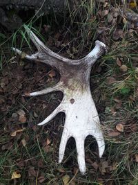 High angle view of animal skull on field