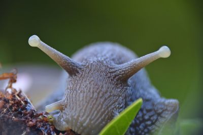 Close-up of snail on leaf